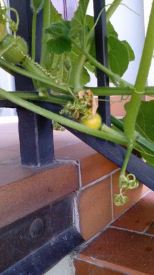 IMG_20170601_182238.jpg (70.31 KiB) Osservato 1189 volte IMG_20170601_182238.jpg