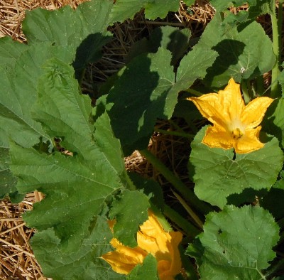 212.JPG (296.25 KiB) Osservato 603 volte 212.JPG