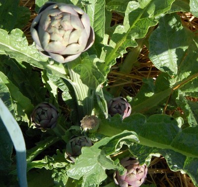 214.JPG (304.88 KiB) Osservato 603 volte 214.JPG