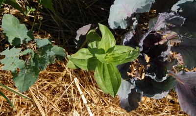 215.JPG (238.09 KiB) Osservato 603 volte 215.JPG