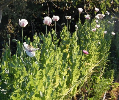 216.JPG (356.09 KiB) Osservato 588 volte 216.JPG