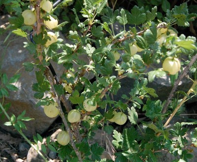 217.JPG (310.64 KiB) Osservato 588 volte 217.JPG