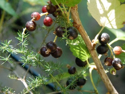 218.JPG (227.86 KiB) Osservato 588 volte 218.JPG