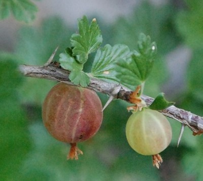 219.JPG (96.89 KiB) Osservato 588 volte 219.JPG