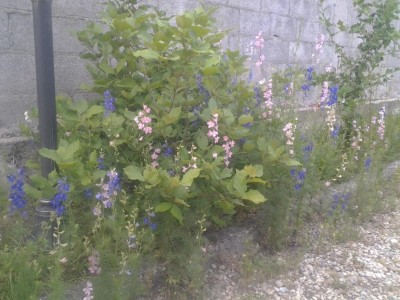 2017-06-04 18.59.16.jpg (126.25 KiB) Osservato 575 volte 2017-06-04 18.59.16.jpg