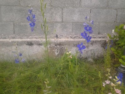 2017-06-04 18.59.25.jpg (143.32 KiB) Osservato 575 volte 2017-06-04 18.59.25.jpg