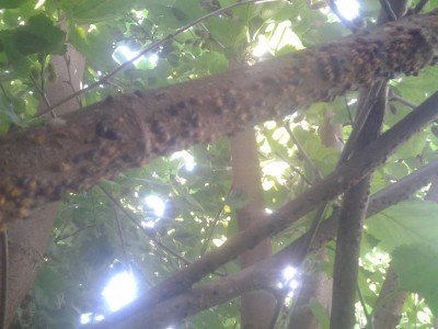 2017-06-03 15.52.09.jpg (79.14 KiB) Osservato 559 volte 2017-06-03 15.52.09.jpg