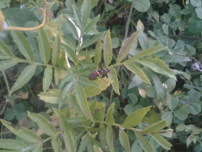 2017-06-04 17.59.16.jpg (92.94 KiB) Osservato 557 volte 2017-06-04 17.59.16.jpg