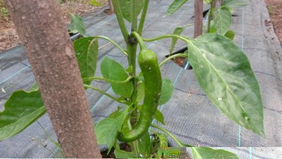 110.jpg (103.52 KiB) Osservato 549 volte 110.jpg