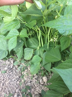 05.06.17 024.JPG (101.31 KiB) Osservato 903 volte 05.06.17 024.JPG