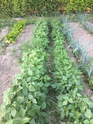 05.06.17 028.JPG (133.53 KiB) Osservato 903 volte 05.06.17 028.JPG