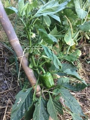 08.06.17 035.JPG (318.08 KiB) Osservato 804 volte 08.06.17 035.JPG