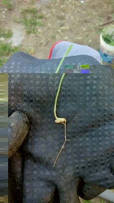 orto_paglia (3).jpeg (82.54 KiB) Osservato 877 volte orto_paglia (3).jpeg