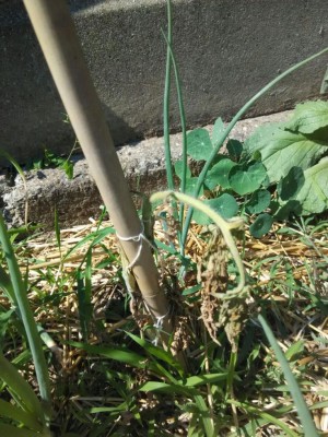 orto_pomodorod.jpeg (155.94 KiB) Osservato 877 volte orto_pomodorod.jpeg