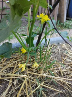 orto_cetriolo (2).jpeg (141.24 KiB) Osservato 877 volte orto_cetriolo (2).jpeg