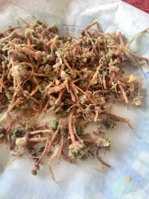 radici spinaci.jpg (100.75 KiB) Osservato 1010 volte radici spinaci.jpg