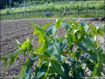 24052017catapuzia.jpg (280.38 KiB) Osservato 542 volte 24052017catapuzia.jpg