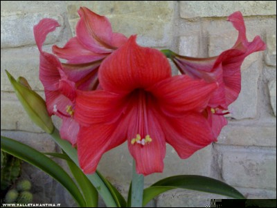 27052017fioritura.jpg (162.53 KiB) Osservato 542 volte 27052017fioritura.jpg