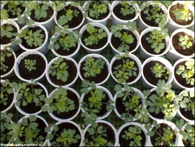 27052017ruta.jpg (266.21 KiB) Osservato 540 volte 27052017ruta.jpg