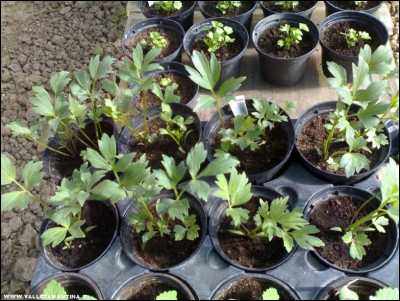 27052017levistico.jpg (263.99 KiB) Osservato 540 volte 27052017levistico.jpg