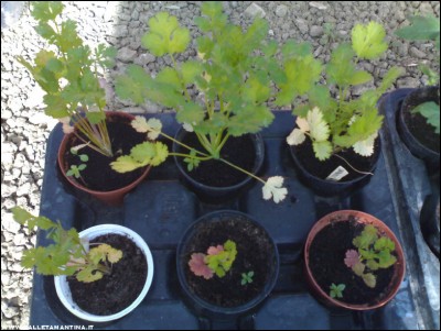 27052017coriandolo.jpg (203.2 KiB) Osservato 540 volte 27052017coriandolo.jpg