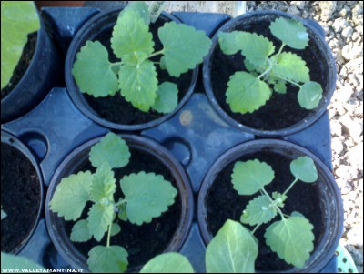 28052017nepeta-cataria.jpg (192.24 KiB) Osservato 540 volte 28052017nepeta-cataria.jpg