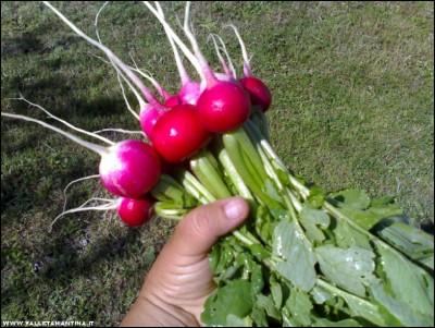 27052017ravanelli.jpg (282.97 KiB) Osservato 540 volte 27052017ravanelli.jpg