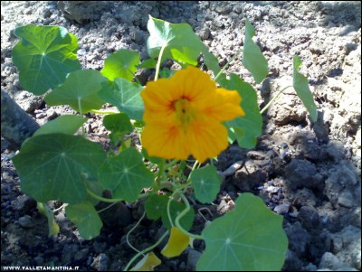 27052017nasturzi.jpg (250.83 KiB) Osservato 540 volte 27052017nasturzi.jpg