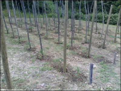 27052017pomodori.jpg (257.86 KiB) Osservato 540 volte 27052017pomodori.jpg