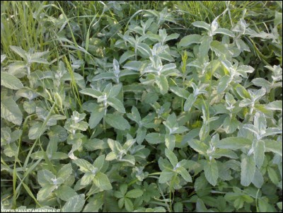 28052017menta-campi.jpg (248.03 KiB) Osservato 540 volte 28052017menta-campi.jpg