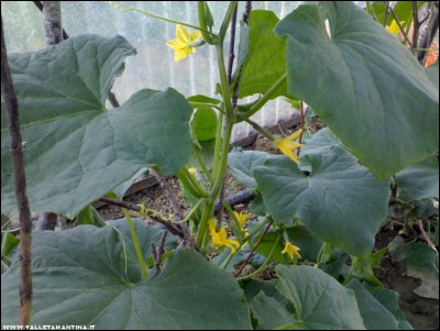 28052017cetrioli.jpg (185.28 KiB) Osservato 538 volte 28052017cetrioli.jpg