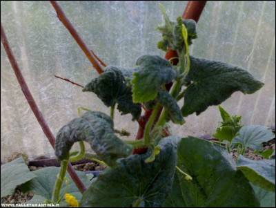 28052017afidi-cetriolo.jpg (178.64 KiB) Osservato 538 volte 28052017afidi-cetriolo.jpg