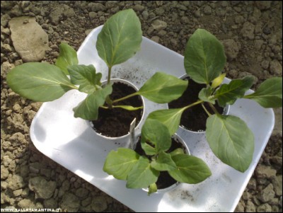 27052017melanzane.jpg (178.22 KiB) Osservato 538 volte 27052017melanzane.jpg