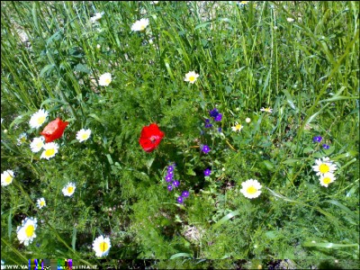 29052017bordure.jpg (400 KiB) Osservato 538 volte 29052017bordure.jpg