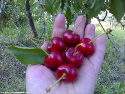 29052017ciliegie3.jpg (242.01 KiB) Osservato 536 volte 29052017ciliegie3.jpg