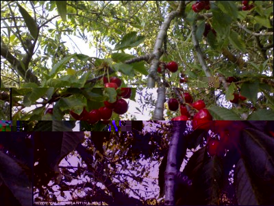 29052017ciliegie2.jpg (285.22 KiB) Osservato 536 volte 29052017ciliegie2.jpg