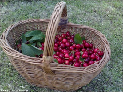 29052017ciliegie.jpg (264.36 KiB) Osservato 536 volte 29052017ciliegie.jpg