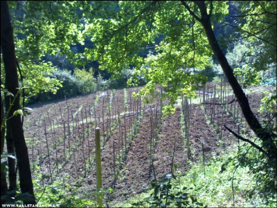 31052017panoramica.jpg (398.66 KiB) Osservato 536 volte 31052017panoramica.jpg