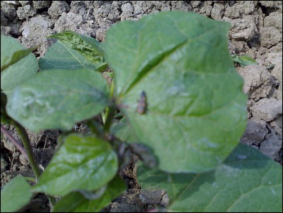 01062017coccinella.jpg (208.05 KiB) Osservato 536 volte 01062017coccinella.jpg