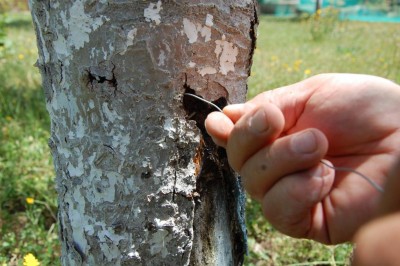 2.JPG (109.88 KiB) Osservato 582 volte 2.JPG