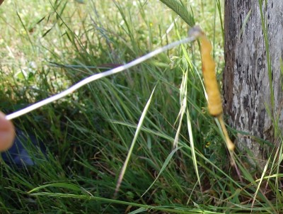 1 - Copia.JPG (239.94 KiB) Osservato 582 volte 1 - Copia.JPG