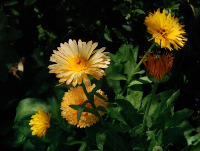 222.JPG (189.4 KiB) Osservato 551 volte 222.JPG