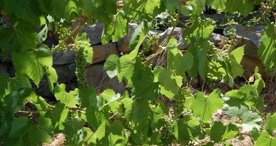 223.JPG (247.19 KiB) Osservato 551 volte 223.JPG