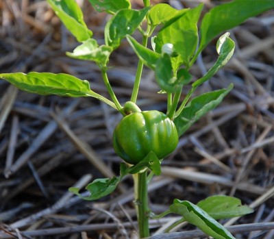 222.JPG (193.04 KiB) Osservato 546 volte 222.JPG