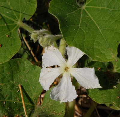 223.JPG (252.33 KiB) Osservato 546 volte 223.JPG