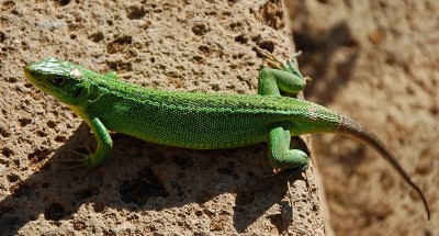 232.JPG (217.4 KiB) Osservato 503 volte 232.JPG