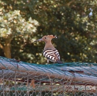 233.JPG (115.27 KiB) Osservato 503 volte 233.JPG