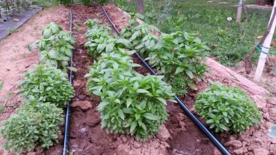 116.jpg (143.05 KiB) Osservato 629 volte 116.jpg