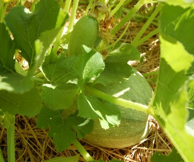 234.JPG (226.31 KiB) Osservato 474 volte 234.JPG