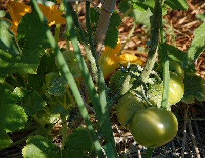 235.JPG (224.3 KiB) Osservato 474 volte 235.JPG